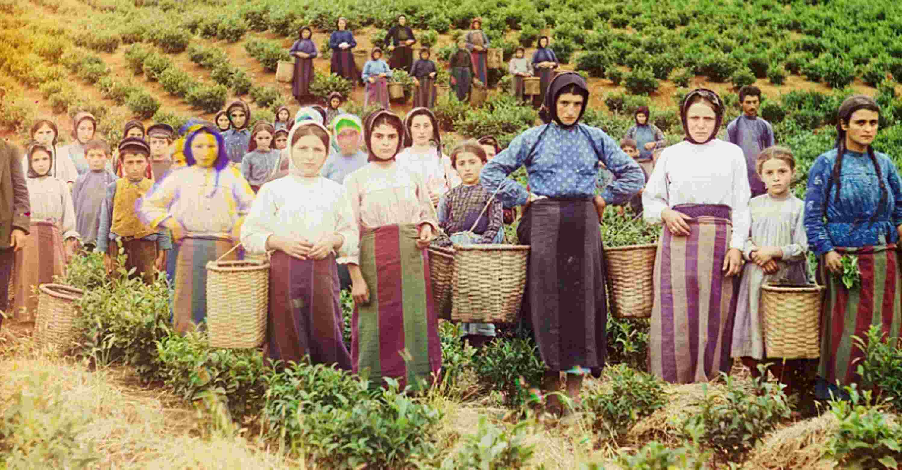 Photo of a group of workers harvesting tea